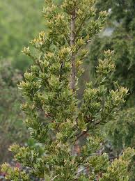 Image result for Phyllocladus