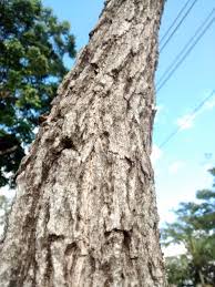 Image result for Cybistax antisyphilitica