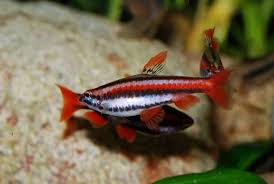In live fish colour pattern is perhaps the most useful way to identify n. Nannostomus Mortenthaleri Alchetron The Free Social Encyclopedia