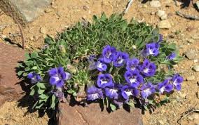 Image result for Aptosimum procumbens
