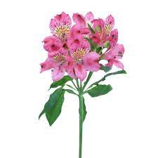 Find all alstroemeria plants at burpee. Pink Alstroemeria Florabundance Wholesale Flowers