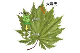 なぜ紅葉するの 葉の色が変わる 色素 のメカニズム 記事カテゴリ Buna Bun Ichi Nature Web Magazine 文一総合出版