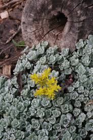 Image result for Gomphocarpus tenuifolius