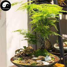 Buy Asparagus Setaceus Seeds Plant Apargus Plumosus Baker Wen Zhu Garden Plant Stand Asparagus Fern Plants