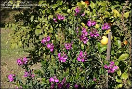 Image result for Polygala stenopetala