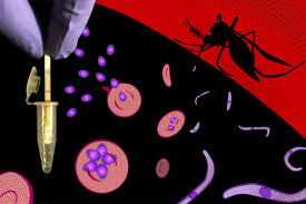 Therefore, it is rare in the united states and european countries, where almost all cases are seen in people who have traveled from countries where. Fast Inexpensive Test For Malaria Drills Down To Specifics Harvard Gazette