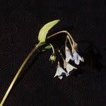 Mertensia bella Piper, Oregon lungwort (World flora)