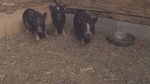 This Little Piggy Needs A Home Young Williams Animal Center Has Pot Bellied Pigs Wthr Com