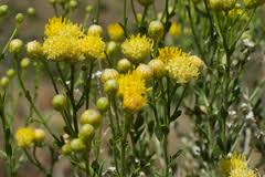Image result for Euphorbia crebrifolia