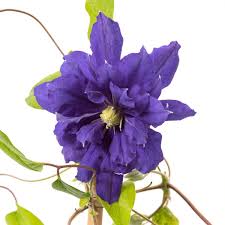 Excellent for growing over fences, walls, trellises and poles. Waldrebe Kiri Te Kanawa Clematis Kiri Te Kanawa Gunstig Online Kaufen