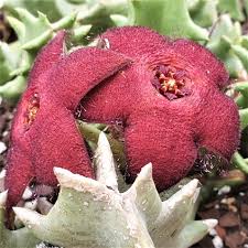 Image result for Orbea melanantha