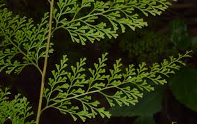 Image result for Odontosoria africana