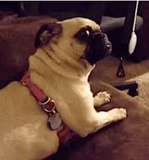 # birthday # happy birthday # hbd # happy birthday to. Pug Shocked Gif Pug Shocked Surprised Discover Share Gifs Pugs Funny Pugs Old Dogs