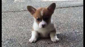 See more of corgi puppies on facebook. Adorable Corgi Puppy Attempts To Climb The Steps For The First Time Cesar S Way