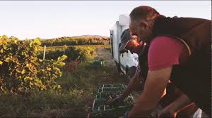 Chauffage serre air pulsé et rayonnant. Serre Romani Accueil