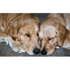 Check spelling or type a new query. Byall Acres Golden Retrievers Golden Retriever Breeder In Leakesville Mississippi