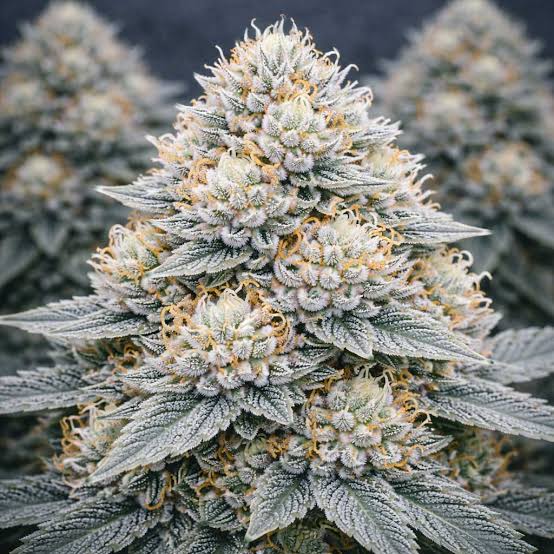White Runtz Sauce Strain – Strainpedia