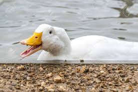 We did not find results for: Flock Of White Pekin Ducks Scrabbling For Food Stock Photo Picture And Royalty Free Image Image 140208845