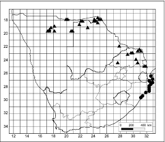 Image result for Distephanus divaricatus