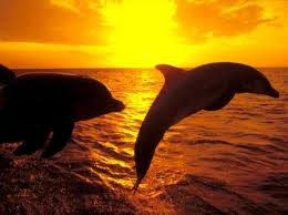 Dolphins Swimming In The Sunset Water Dolphins Animals Sunset Dolphins Beach Wallpaper Sunset