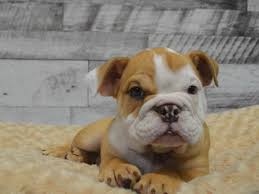 European linage, top top line. English Bulldog Dog Male Chocolate Fawn 2870688 Petland Dunwoody Puppies For Sale