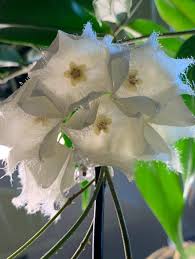 Image result for Lotononis laxa