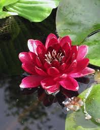 Year after year of exquisite blooms. Almost Black Hardy Red Water Lily
