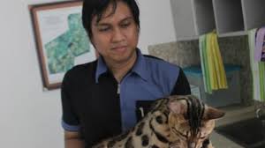 People interested in jenis kucing bengal also searched for. Oka Rela Rogoh Jutaan Rupiah Demi Kucing Bengal Tribun Kaltim