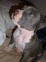 Free Blue Pitbull Puppies Blue Pit Puppy For Sale Adoption From Indio California Riverside Free Hunde