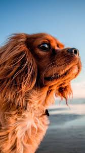 Baby puppy wallpaper has been published by riva apps, latest version is 6.0, released on. Baby Puppy Wallpaper For Android Apk Download