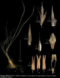 Image result for Tripogon