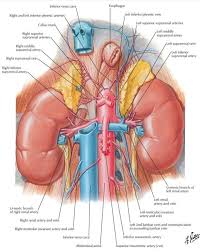 Pin By Aket Silva On Organos Arteries And Veins Arteries Anatomy Renal