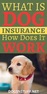 The best pet insurance providers do not place limitations on how much you can spend on a specific medical condition. How To Find The Best Dog Insurance Dog Insurance Medication For Dogs Dogs