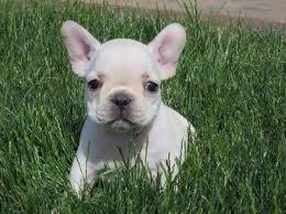 Bulldog Frances Mercado Libre Melanie vive en floresta, tiene 24 años y hace uno que trabaja en el área de packing de mercado libre. bulldog frances 8 500 00