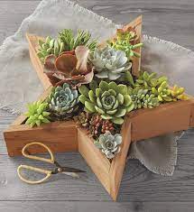 Baskets & boxes ring bearer pillows plants all wedding decorations. Star Succulents In 2021 Succulent Planter Diy Wood Succulent Planter Succulent Garden Design