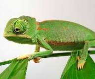 Veiled Chameleon Baby - Silkworm Shop South Africa