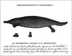 Governor John Hunter S Drawing Of The Amphibious Animal Of The Mole Kind Which Was Drawn In 1797 And Included As An Engraving Animals David Collins Two By Two