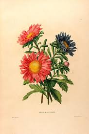 N51 W1150 Botanical Drawings Botanical Illustration Vintage Illustration