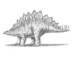 How to draw dinosaurs, as well as realistic or illustrative dinosaurs. How To Draw A Stegosaurus