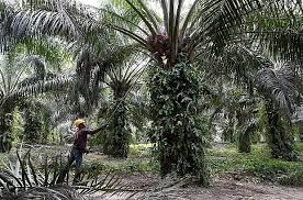 The giant in the malaysia palm oil industry is also one of the largest conglomerates in the country. Malaysia Palm Oil Industry Urges Gov T To Let Foreign Workers Return