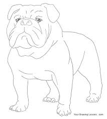 How To Draw A Bulldog Bulldog Drawing Dog Drawing Tutorial Bulldog Art