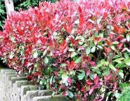 3′ to 60′ tall (depending on the variety) spread: Fast Growing Evergreen Shrubs