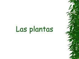 No comparecencia del servidor público universitario a su lugar de trabajo, dentro del calendario y horario señalados como obligatorios, por alguna de las causas previstas en la ley no. Pruebas Con Biol En Papa Solanum Tuberosum Ing Manolo Soria 20 De Agosto Del Ppt Descargar