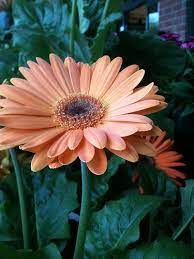 Peach Gerbera Daisy So Pretty Gerbera Daisy Beautiful Flowers Garden Peach Flowers