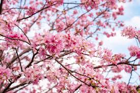 Le foglie possono persistere funzionali sulla pianta per più anni, per un numero diverso a seconda della specie , ma comunque con il tempo vengono rinnovate 1. Fotomurale Alberi Sfondo Cielo Fiori Ciliegio Tenstickers