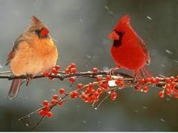 Red Bird With No Feathers On Head Mr Williams 6th Grade Science Blog Bird Of The Week Lll Cardinal Birds Beautiful Birds Pretty Birds