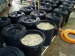 Cara membuat tauge dengan media kain. Cara Membuat Tauge Super Cara Membuat Tauge Hasil Panen 8 Kali Lipat Dengan Nutrisi Sumo Youtube 200gr Tauge 250gr Tahu Goreng 2 Buah Sosis 6buah Jamur Kancing 1 Buah Tomat