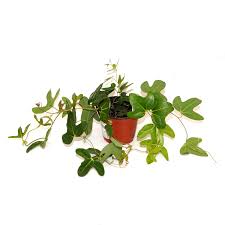 Image result for Aristolochia