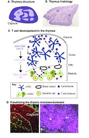 Image result for Thymus
