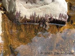 Image result for Tristicha trifaria